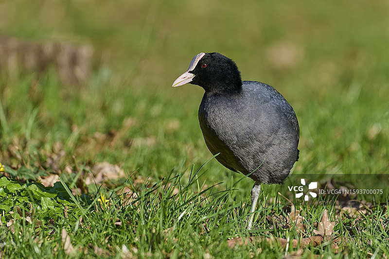 草地上的骨顶鸡图片素材