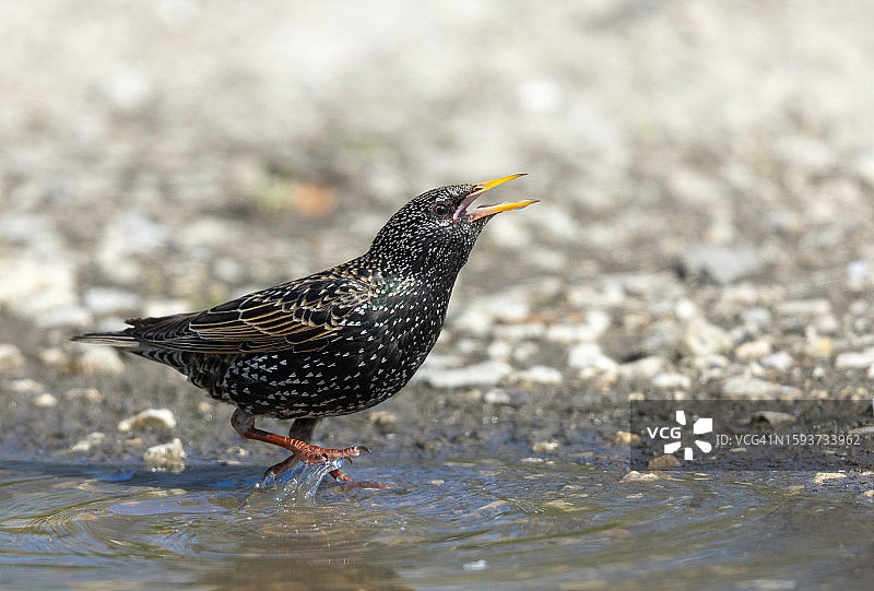 美丽的普通欧洲椋鸟图片素材
