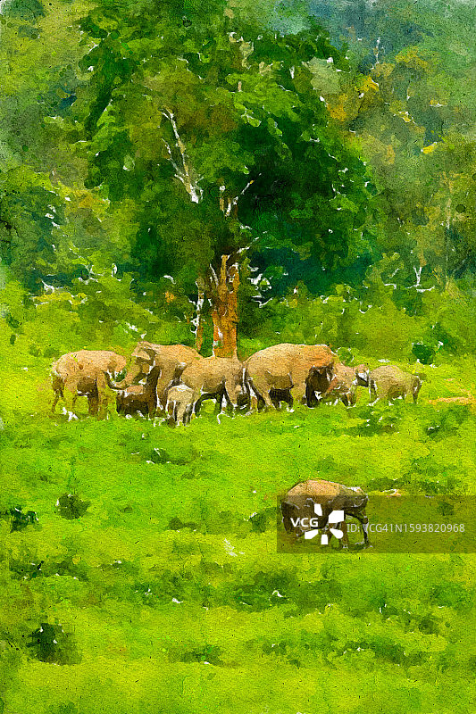 富有表现力的水彩大象艺术作品：在泰国奎布里与亚洲野生动物的迷人邂逅图片素材