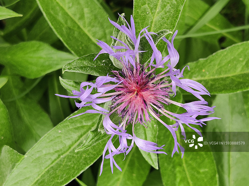 在加拿大花园的斑点矢车菊图片素材