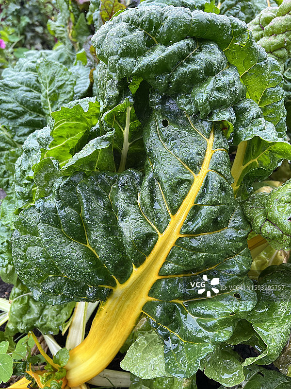 甜菜叶图片素材