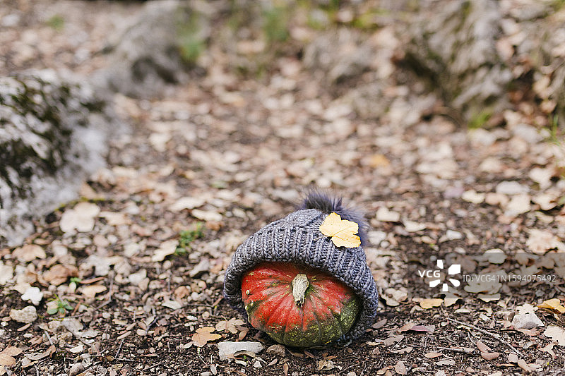 地上的南瓜图片素材