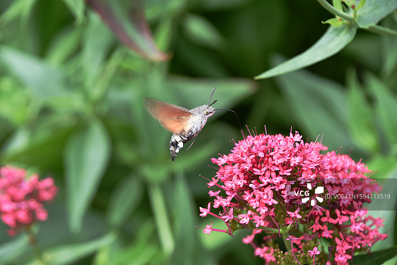 蜂鸟鹰蛾图片素材