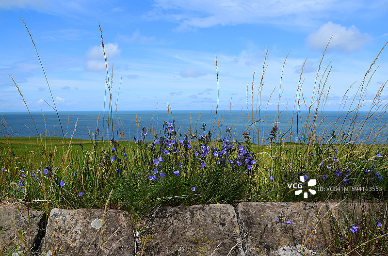海岸边的风铃草图片素材