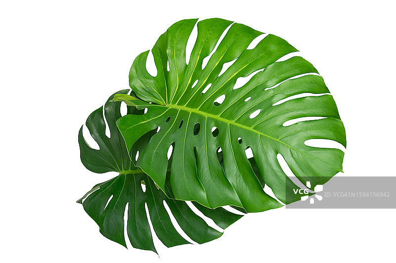 白色背景上分离的龟背竹叶图片素材