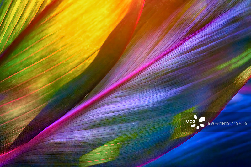 清爽的热带森林背景，彩色树叶图片素材