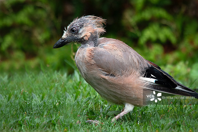 正在换羽的松鸦图片素材