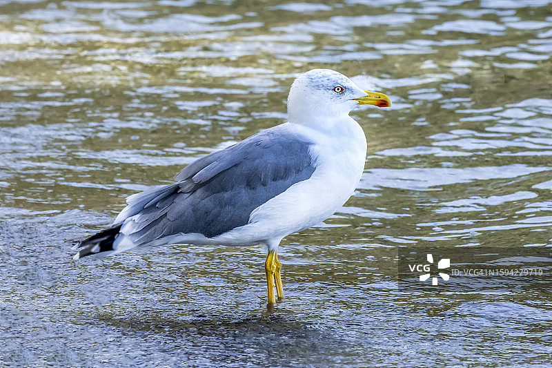 黄腿鸥图片素材