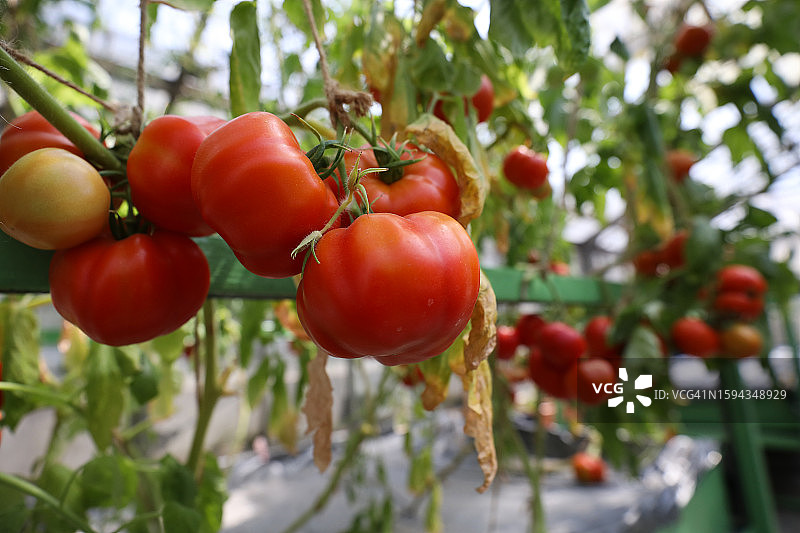 番茄温室图片素材