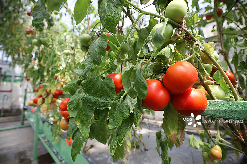 番茄温室图片素材