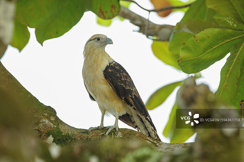 黄头卡拉鹰图片素材