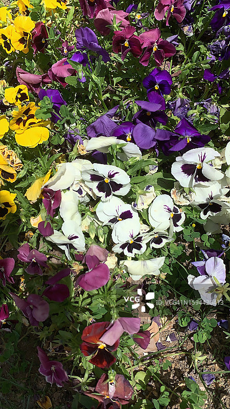 紫罗兰图片素材