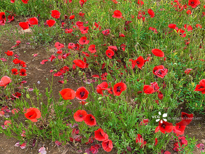 春天里的虞美人图片素材