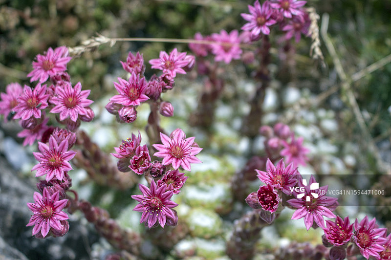 长生草图片素材