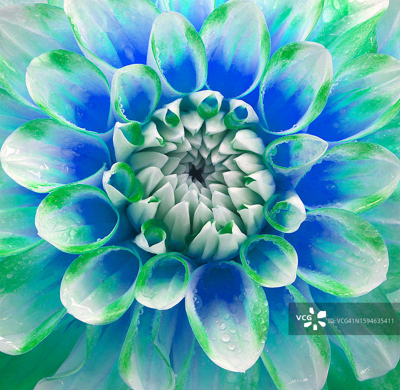 蓝色、绿松石色和白色大丽花中心数字处理图片素材