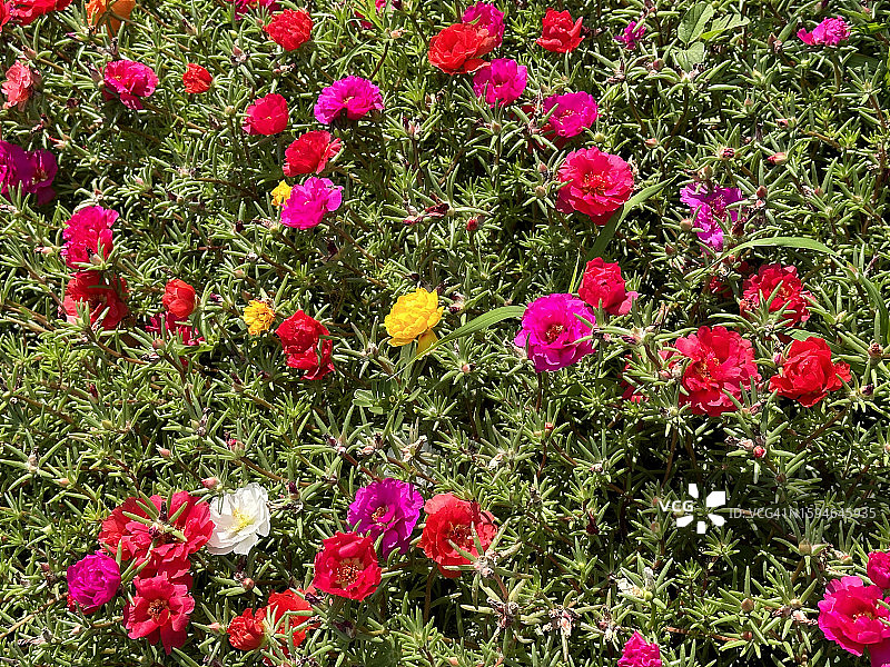 美丽的花朵图片素材