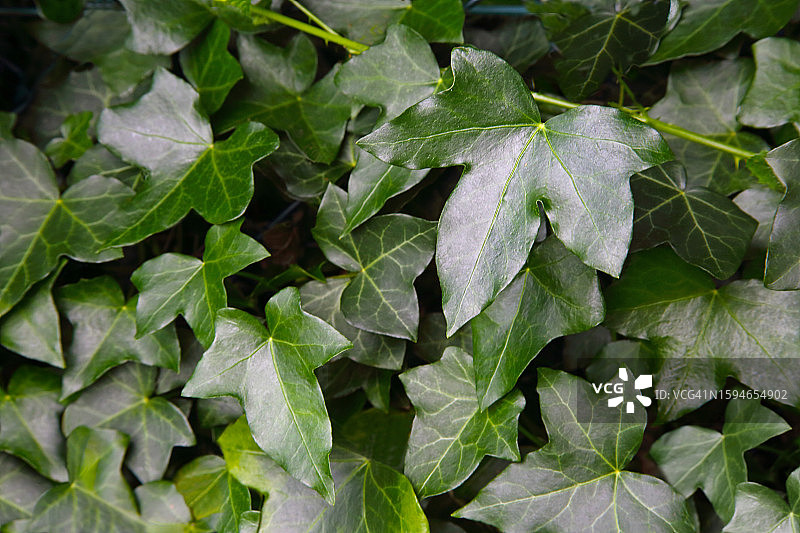 花园中生长的常春藤叶图片素材