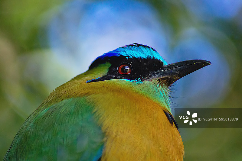 森林中的美丽宝石：蓝冠翠鴗图片素材