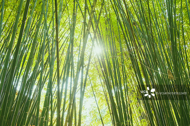 阳光下的竹子全景图片素材
