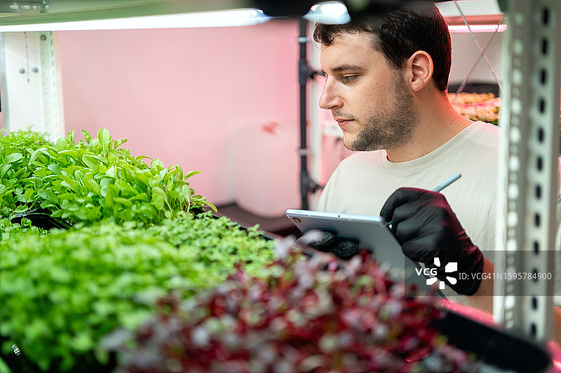 生物技术专家使用平板电脑检查垂直花园中的植物图片素材