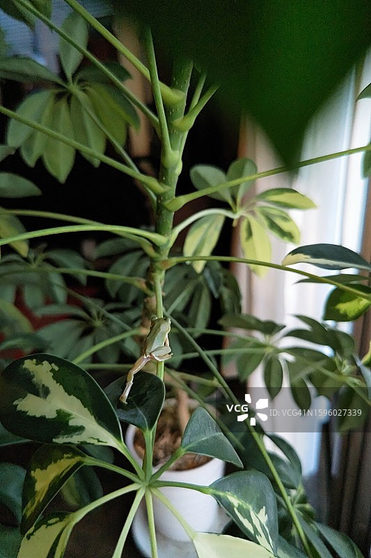 家养环境中的树蛙图片素材