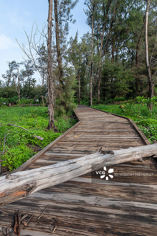 蓝天下海滩边的林中木栈道图片素材