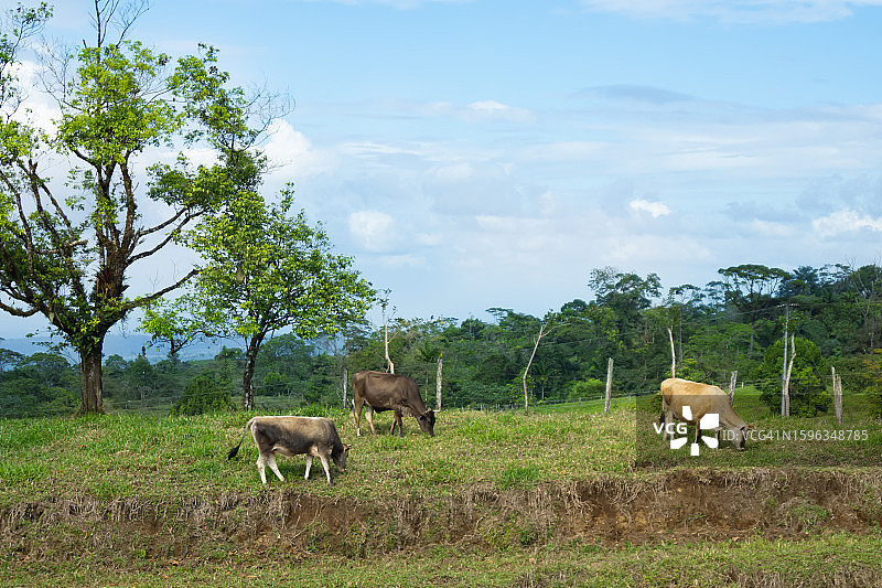 草地上吃草的牛图片素材