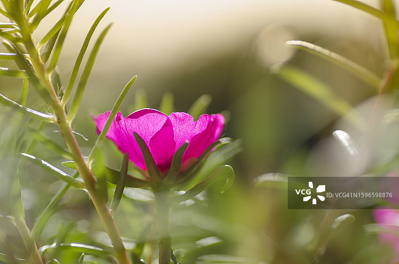 色彩鲜艳的马齿苋花微距摄影，具有散景和空灵的光芒图片素材