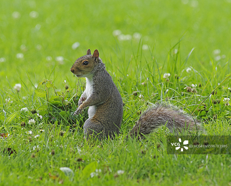 灰松鼠图片素材