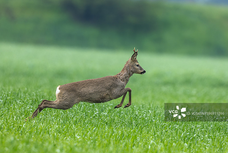 跳跃的狍图片素材
