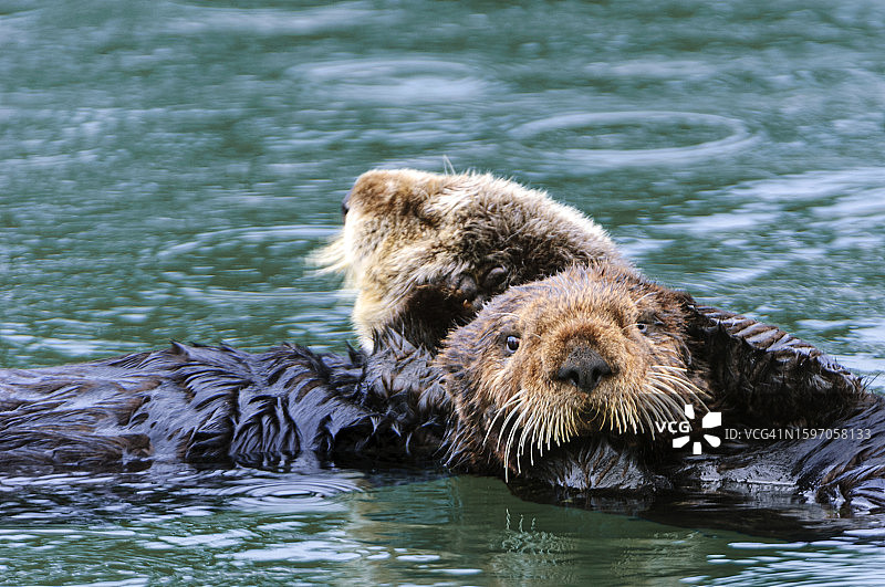 野生海獭母子休息的特写图片素材