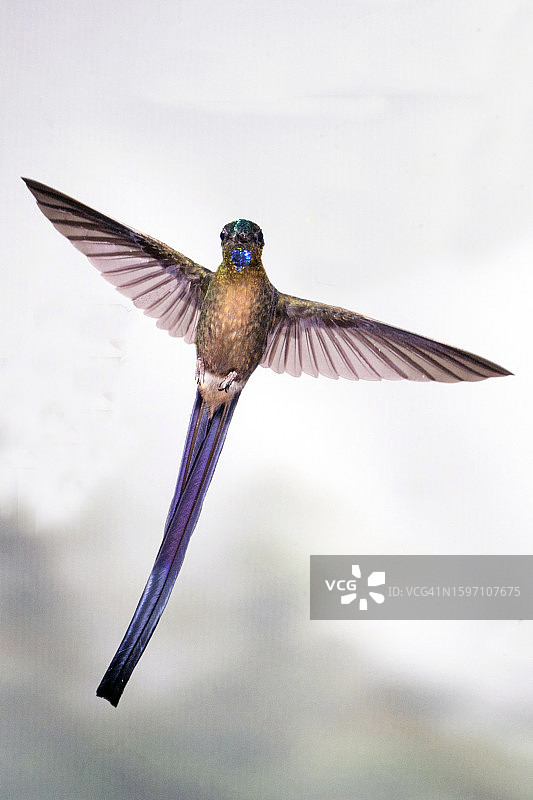 紫尾蜂鸟雄鸟飞行图片素材