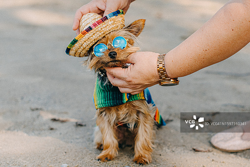宠物主人装扮约克夏犬图片素材