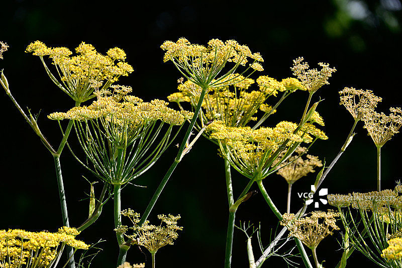 茴香花图片素材
