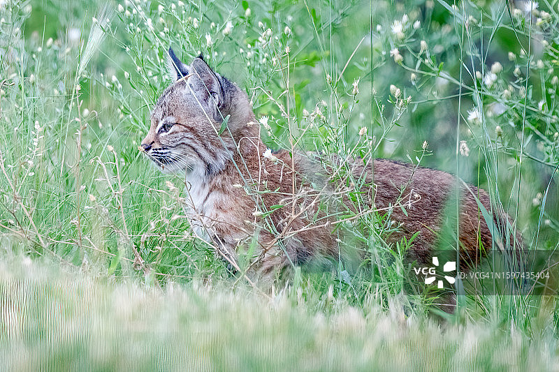 在美国西部的北美科罗拉多州，色彩斑斓的山猫(红猞猁)小猫在捕猎田鼠和玩耍图片素材