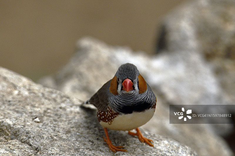 斑胸草雀图片素材