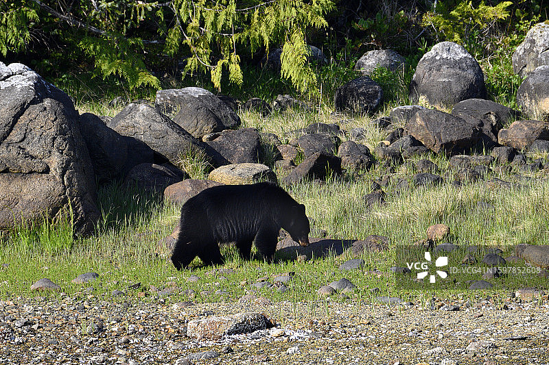 托菲诺附近荒野中的野生黑熊图片素材