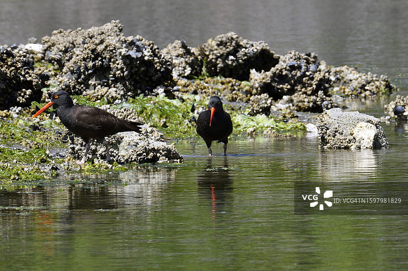 一对黑蛎鹬在悉尼海岸线觅食图片素材