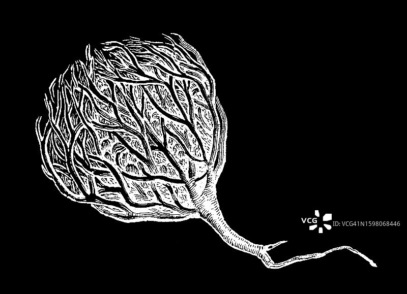 植物学：Anastatica hierochuntica，十字花科植物图片素材
