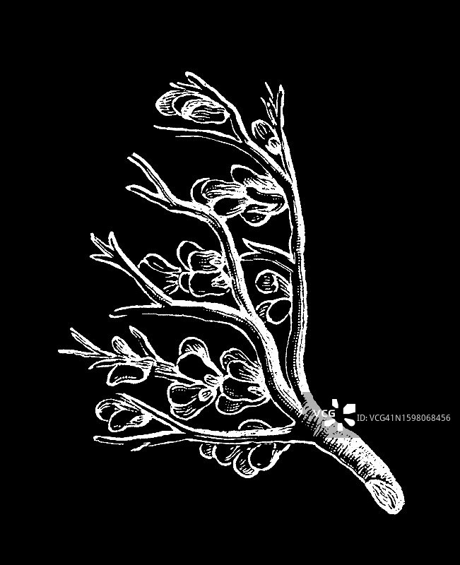 植物学：Anastatica hierochuntica，十字花科植物图片素材