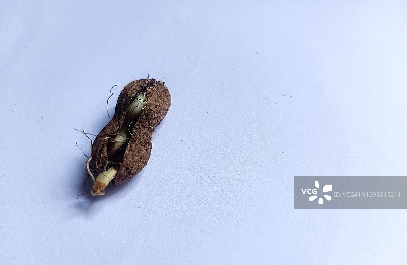 花生从壳中发芽图片素材