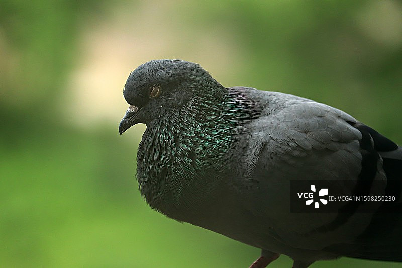 在阳台附近睡觉的岩鸽，印度图片素材