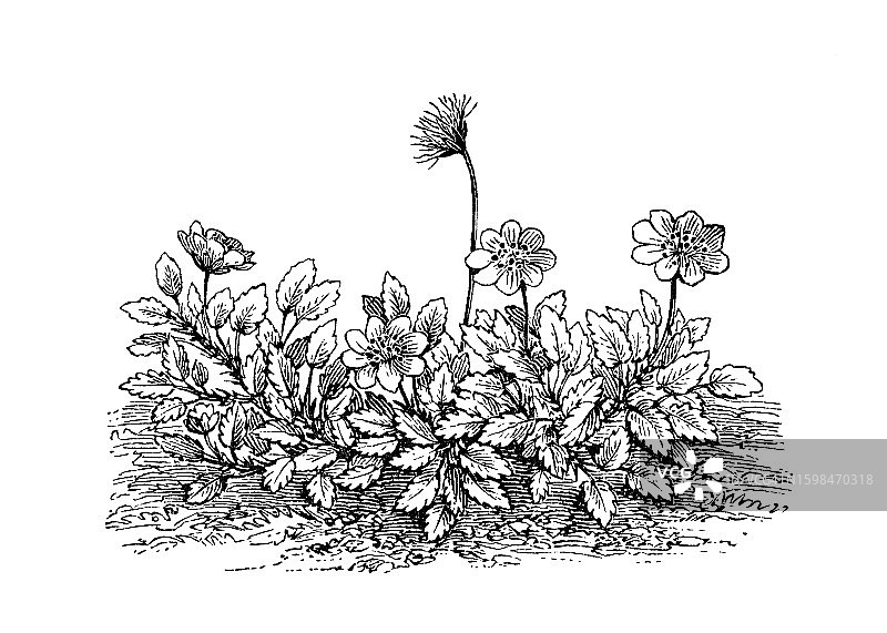 高山植物：八瓣白山茶古版画图片素材