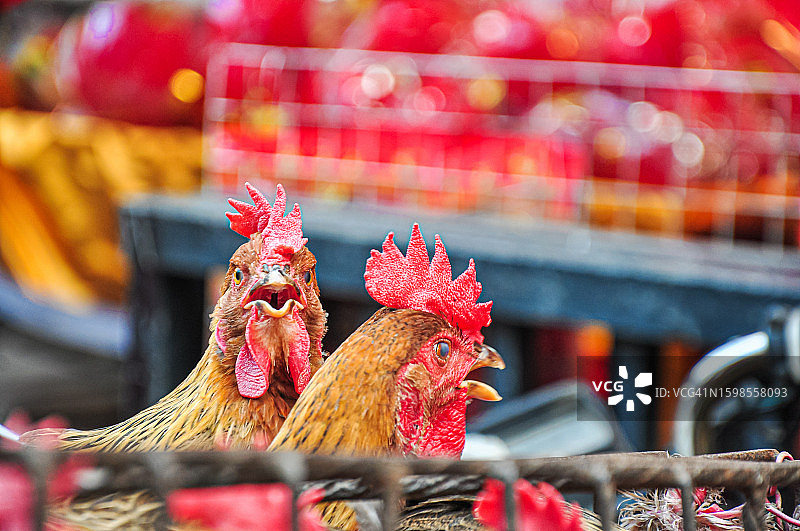 街头市场出售的鸡图片素材