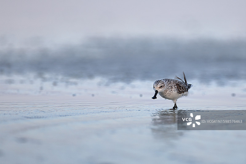 成年勺嘴鹬海鸟图片素材