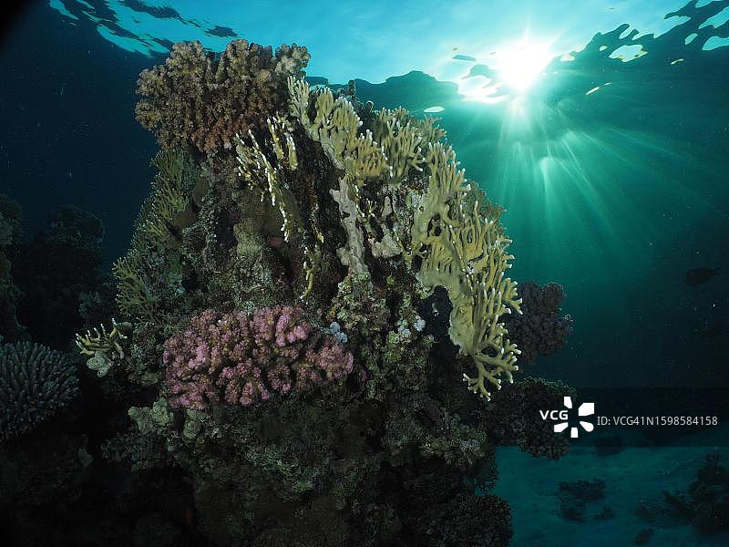 红海埃及的网状火珊瑚图片素材