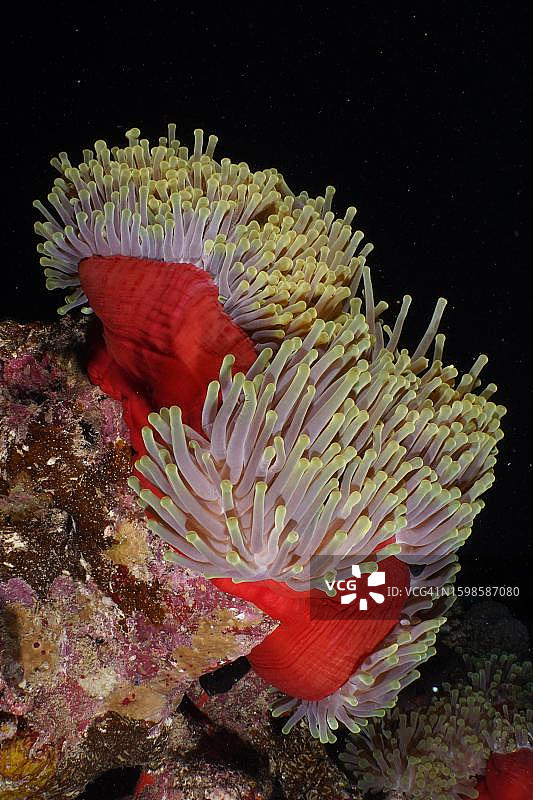 夜间的红色华丽海葵，位于埃及红海圣约翰礁的危险礁潜水点图片素材