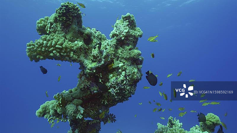 红海海底奇形怪状珊瑚群剪影，埃及萨法加图片素材