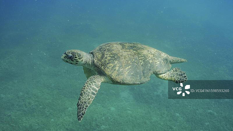 年迈的玳瑁在阳光明媚的蓝水中游泳，红海，埃及萨法加图片素材