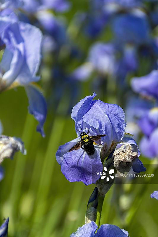 熊蜂与鸢尾花，淡蓝色花朵，法国图片素材